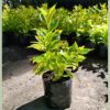 Duranta golden - Image 3