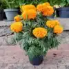 maceta-cempasuchil-marigold