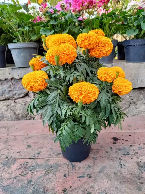 maceta-cempasuchil-marigold