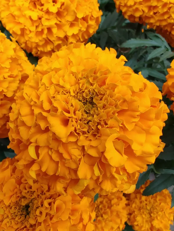 cempasuchil-marigold