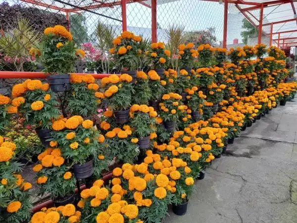 cempasuchil-marigold