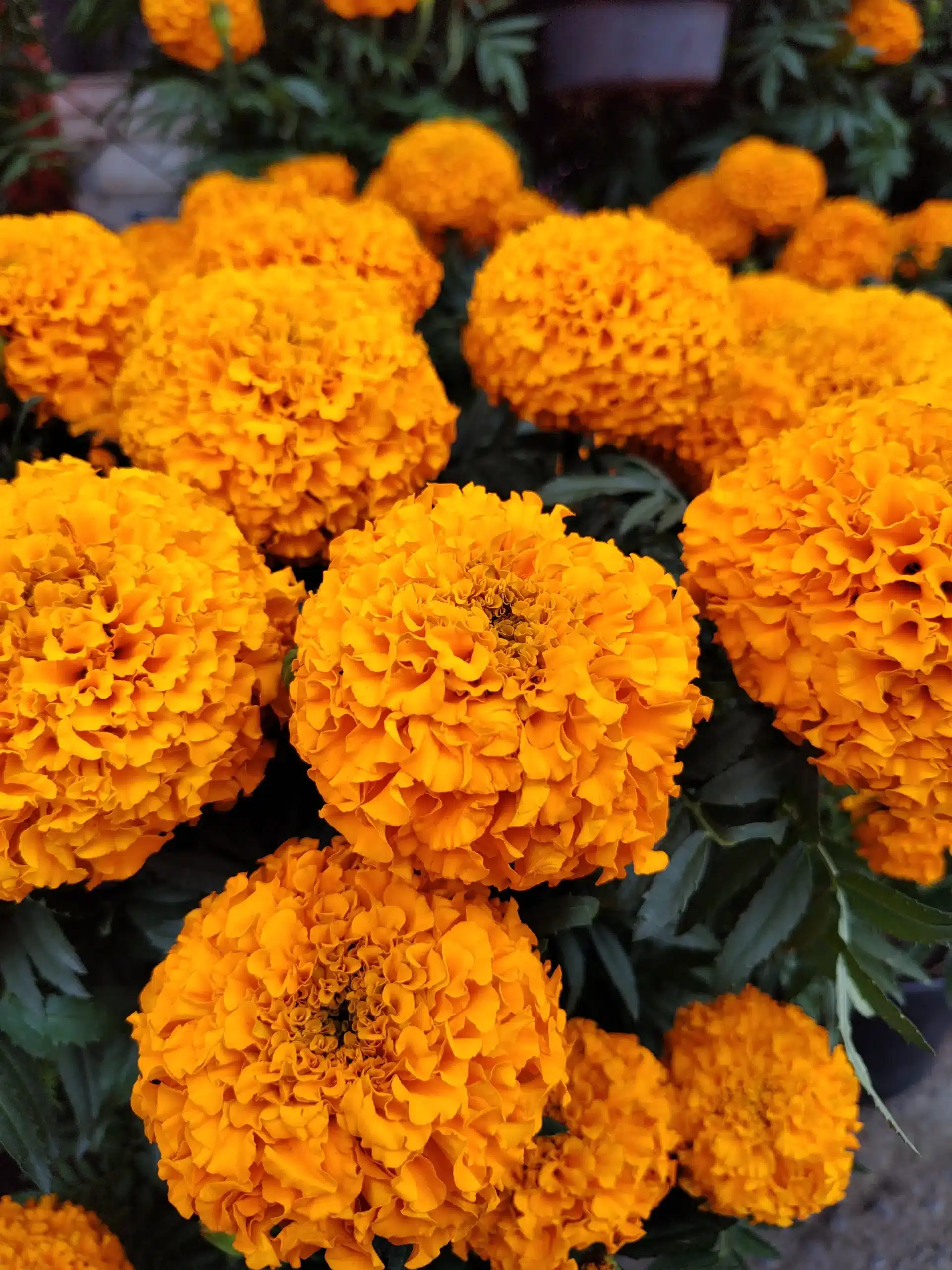 marigold
