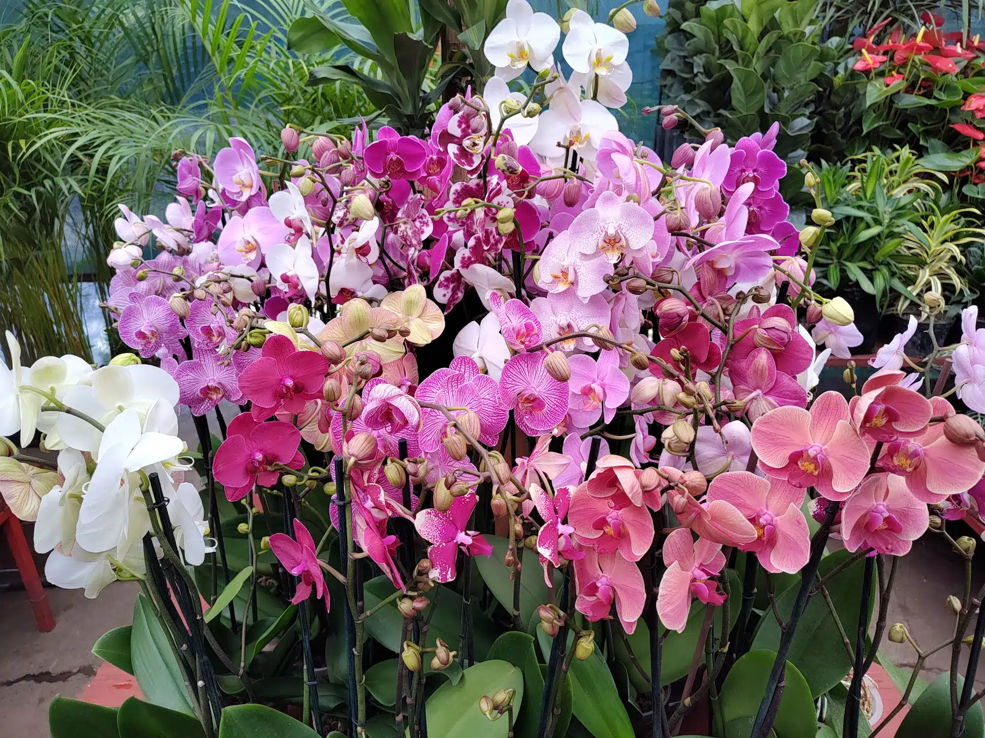 orquidea-phalaenopsis